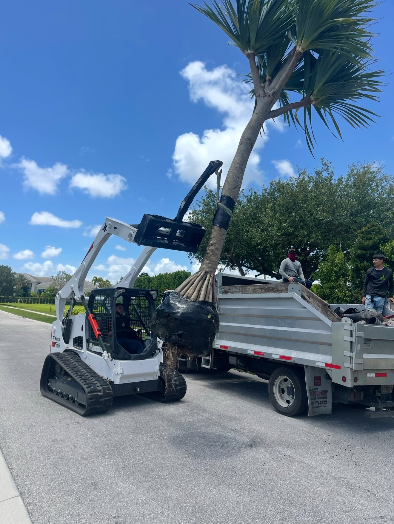 Properly pruned royal palms and shade trees on a South Florida property